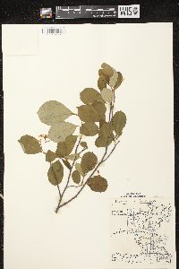 Aronia melanocarpa image