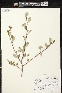 Aronia melanocarpa image