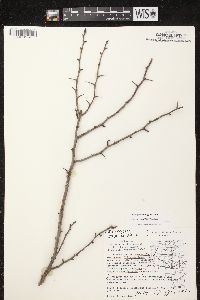 Crataegus monogyna image