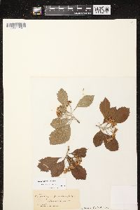 Crataegus punctata image