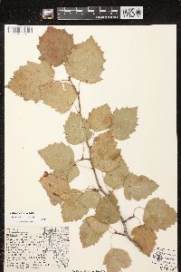 Crataegus holmesiana image