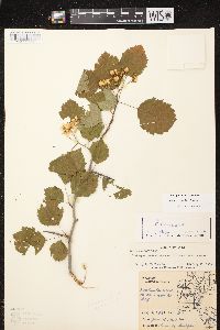 Crataegus holmesiana image