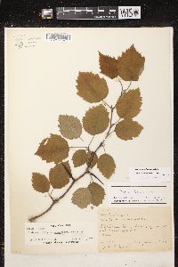 Crataegus holmesiana image