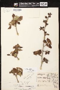 Crataegus pedicellata var. ellwangeriana image