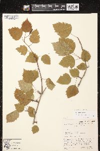 Crataegus pedicellata image