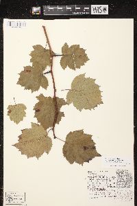 Crataegus pedicellata var. ellwangeriana image