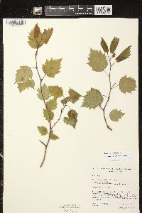 Crataegus apiomorpha image