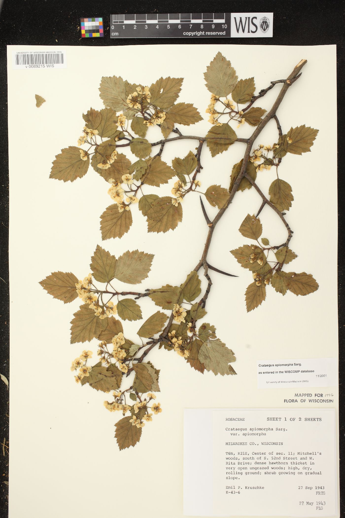 Crataegus apiomorpha image