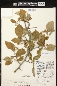 Crataegus calpodendron image