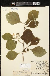 Crataegus calpodendron image