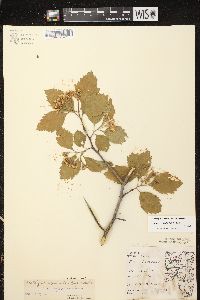 Crataegus calpodendron image