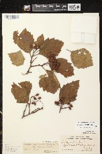 Crataegus calpodendron image