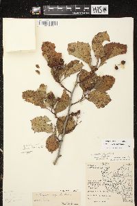 Crataegus calpodendron image