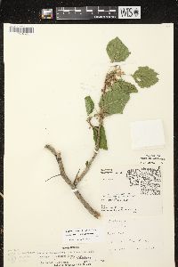 Crataegus calpodendron image