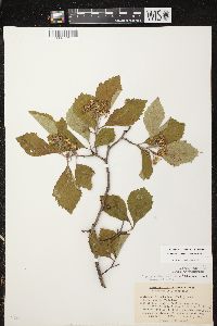 Crataegus calpodendron image