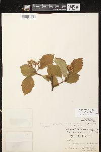 Crataegus calpodendron image