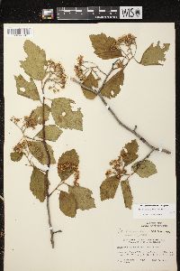 Crataegus calpodendron image