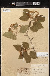 Crataegus calpodendron image