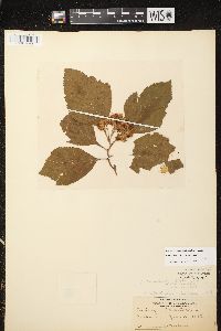 Crataegus calpodendron image