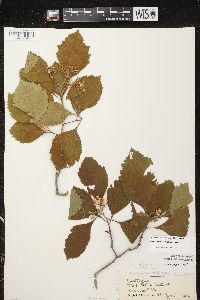 Crataegus calpodendron image