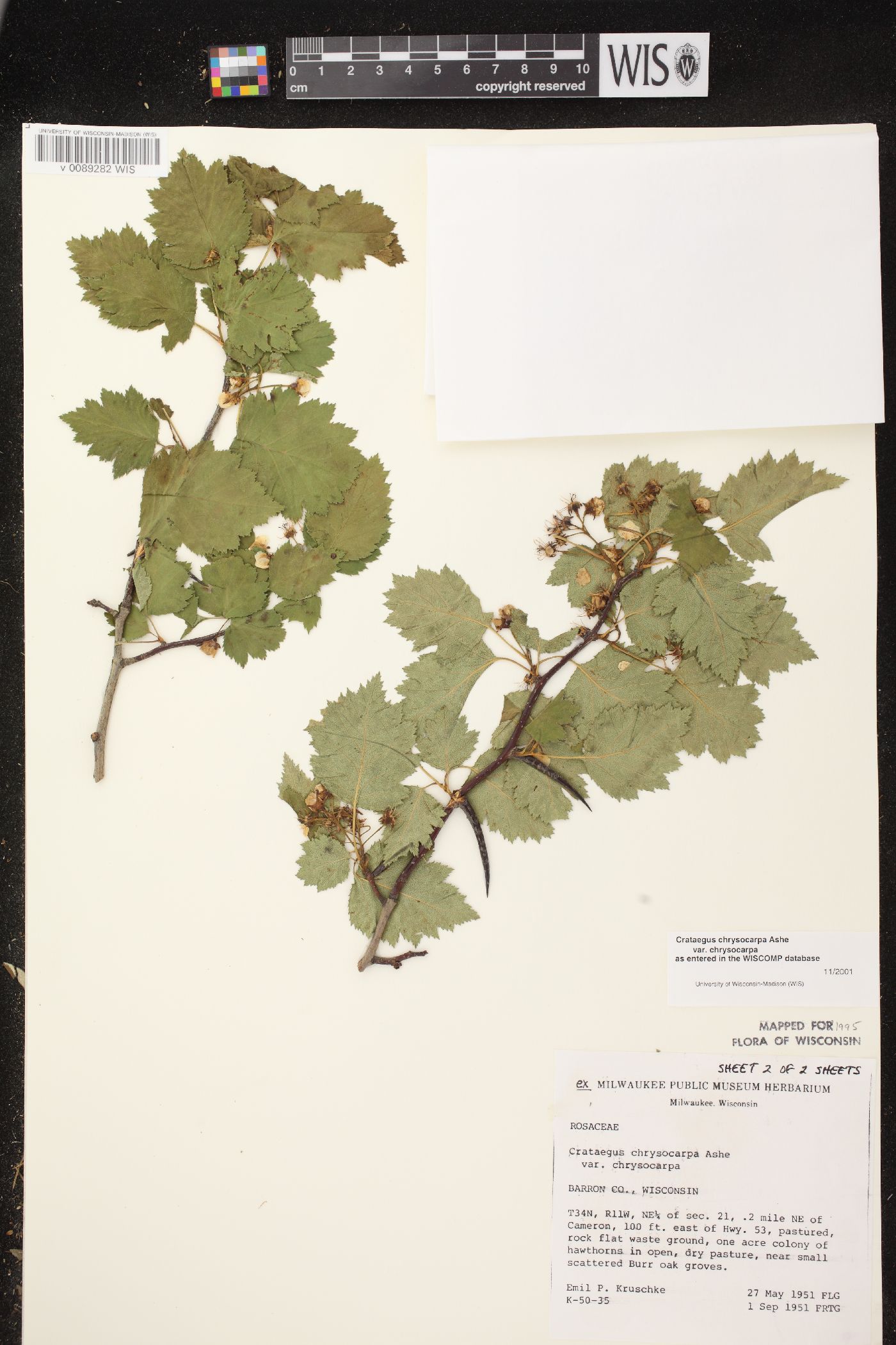 Crataegus chrysocarpa var. chrysocarpa image