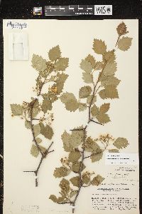 Crataegus chrysocarpa image