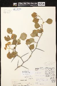 Crataegus chrysocarpa image