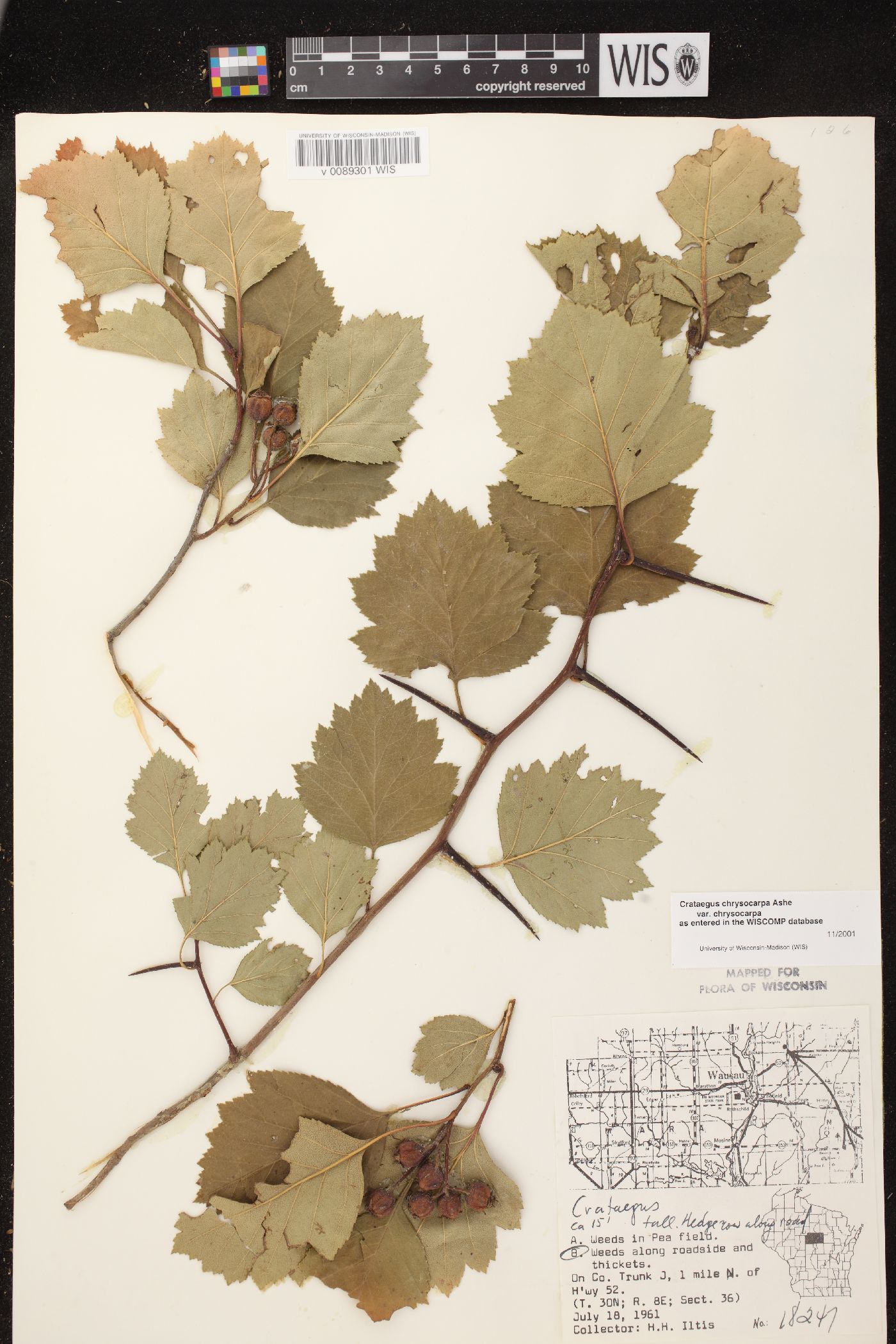 Crataegus chrysocarpa var. chrysocarpa image
