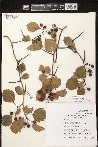 Crataegus chrysocarpa image