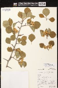 Crataegus chrysocarpa image