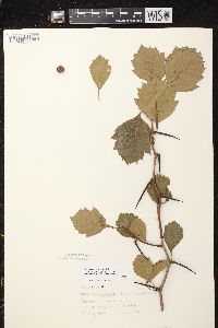 Crataegus chrysocarpa image