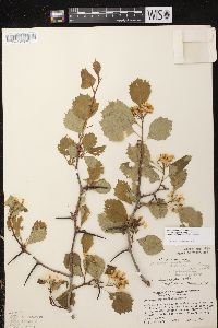 Crataegus chrysocarpa image