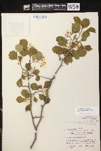 Crataegus chrysocarpa image