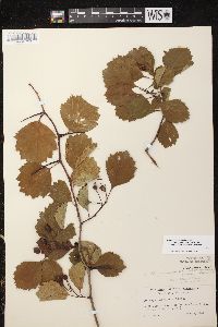 Crataegus chrysocarpa image