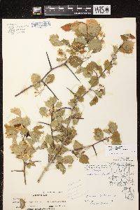 Crataegus chrysocarpa image