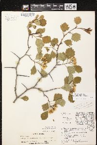 Crataegus chrysocarpa image