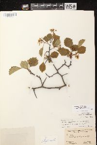 Crataegus chrysocarpa image