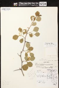 Crataegus chrysocarpa image