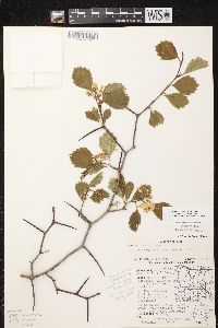 Crataegus chrysocarpa image