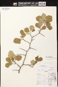 Crataegus chrysocarpa image