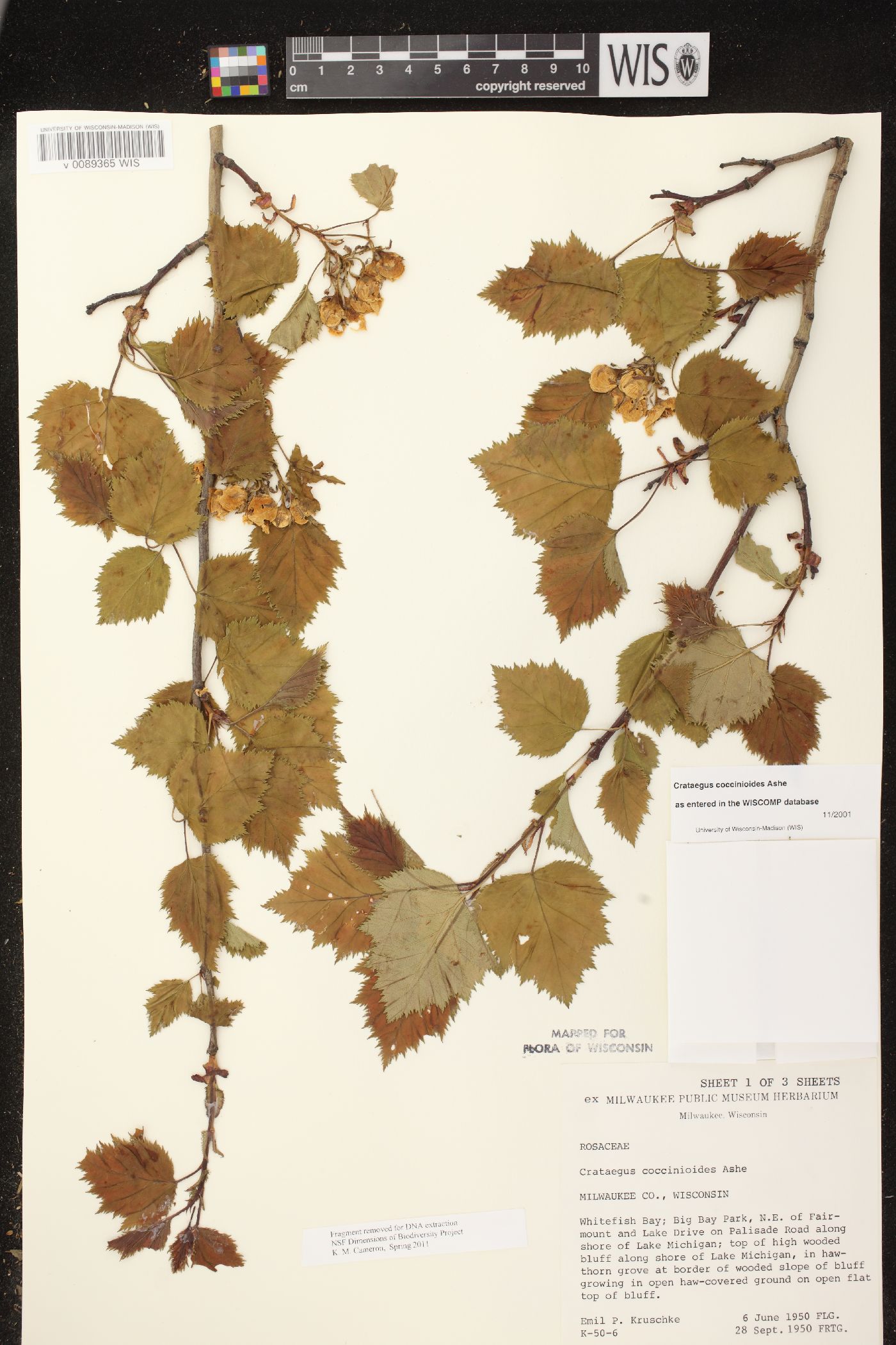 Crataegus coccinioides image