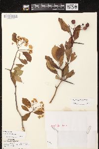 Crataegus crus-galli image