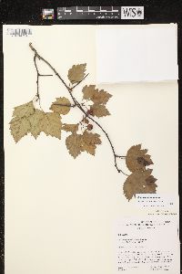 Crataegus dissona image