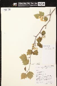 Crataegus dissona image