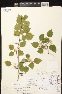 Crataegus dissona image