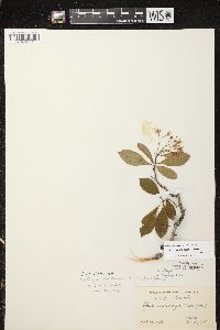 Crataegus calpodendron image