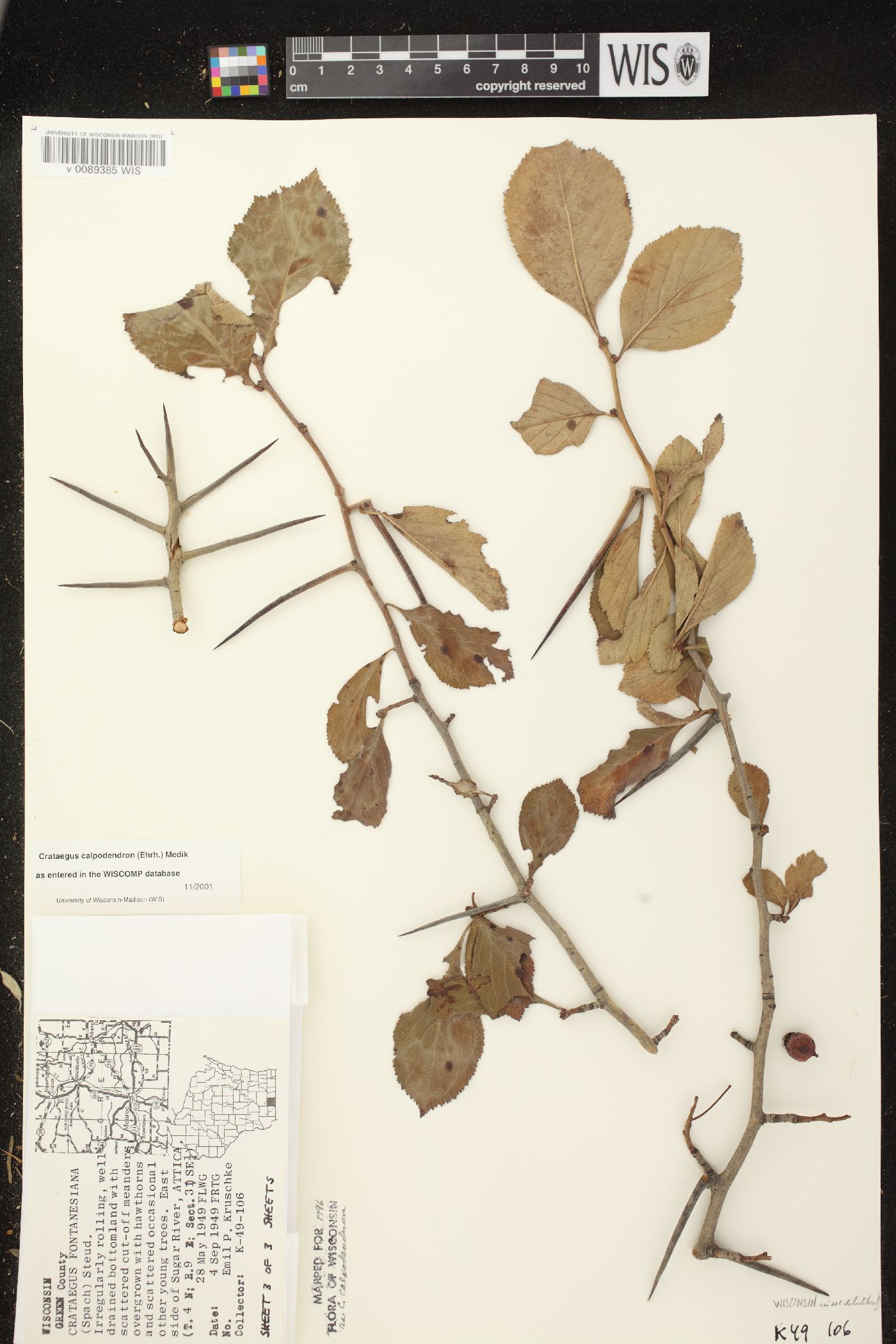 Crataegus calpodendron image