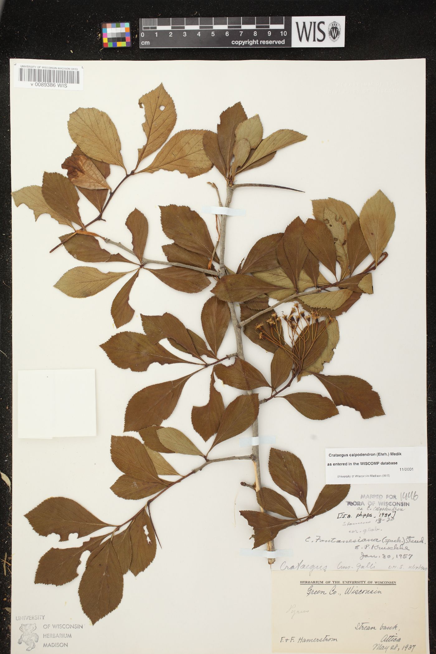 Crataegus calpodendron image