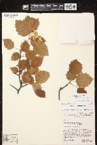 Crataegus pedicellata image