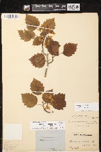 Crataegus pedicellata image